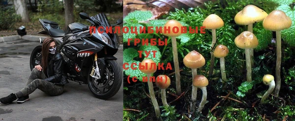 стафф Алзамай